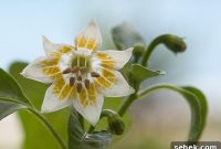 Why Are Chili Flowers Falling Off My Pepper Plants?