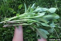 Eat Milkweed to Save Monarch Butterflies: How You Can Help