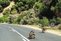 South Africa Sunday: Secret Beaches, Baboons & Penguins Guide