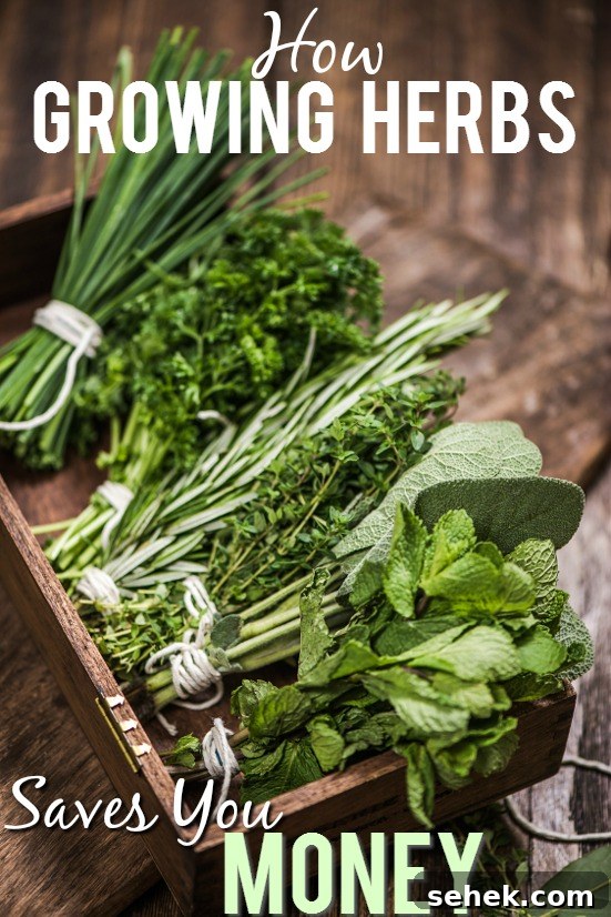 10 Ways Growing Your Own Herbs Saves You Money - Herbs are incredibly useful in cooking, crafting, beauty products, and more, but they can be costly. Check out these 10 ways growing your own herbs saves you money and start saving now! Frugal Living | Save Money
