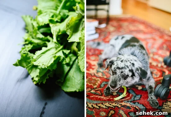 broccoli rabe