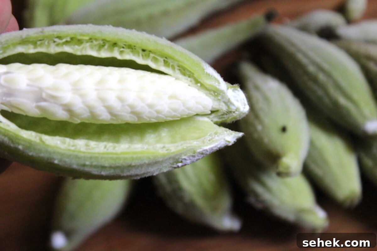 Eat Milkweed to Save Monarch Butterflies: How You Can Help 7 A milkweed seed pod split open to show the immature seeds.