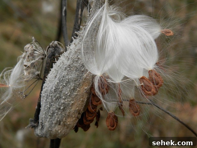 Eat Milkweed to Save Monarch Butterflies: How You Can Help 8 Milkweed seed pod with ripe seed