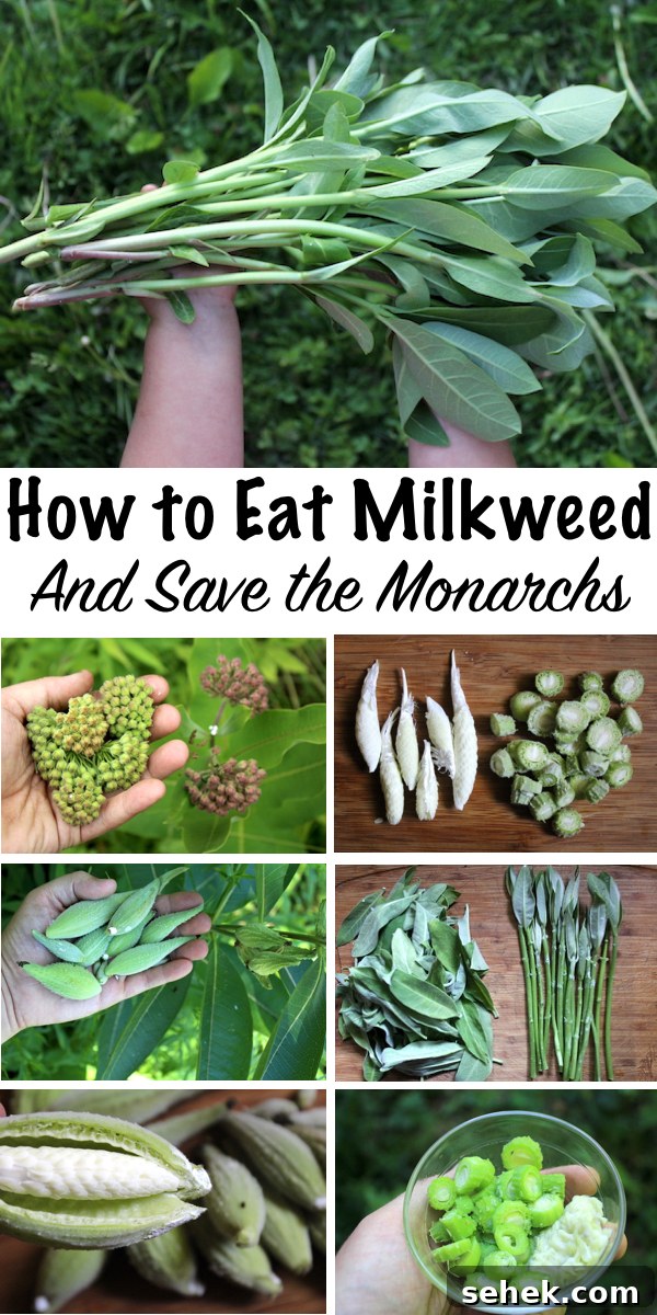 Eat Milkweed to Save Monarch Butterflies: How You Can Help 9 How to Eat Milkweed, and Save the Monarchs ~Common Milkweed is a Tasty Edible plant, and every part is delicious. The young shoots taste like asparagus, and the flower buds are a bit like broccoli. Later even the seed pods are edible. Beyond that, eating milkweed (and knowing it's edible) might actually help preserve monarch butterfly populations....here's how... #foraging #wildfood #forage #selfsufficiency #wildcrafting #wildedibles #milkweed #monarchs #monarchbutterfly #monarchbutterflies