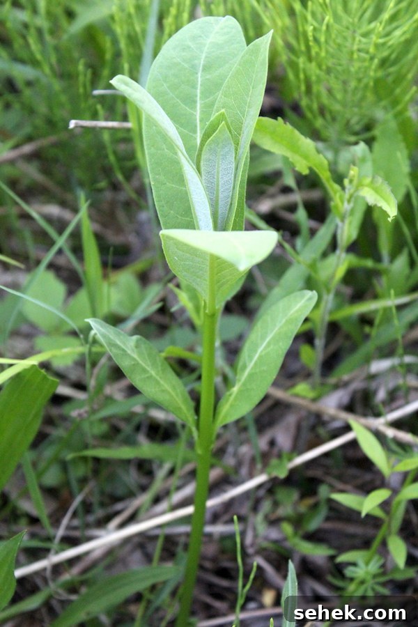 Eat Milkweed to Save Monarch Butterflies: How You Can Help 3 Young Milkweed Shoot
