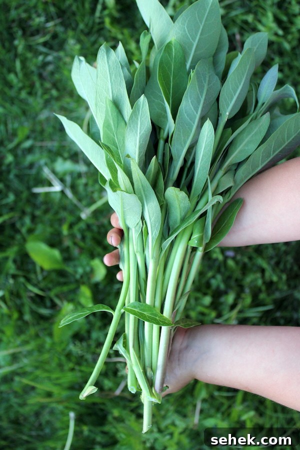 Eat Milkweed to Save Monarch Butterflies: How You Can Help 4 Edible Milkweed Shoots