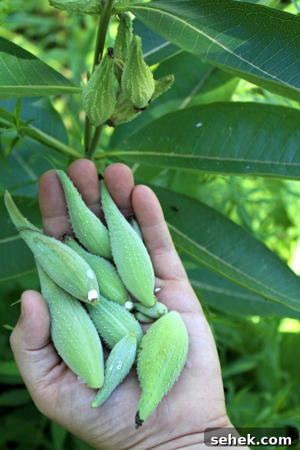 Eat Milkweed to Save Monarch Butterflies: How You Can Help 6 handful of milkweed seed pods