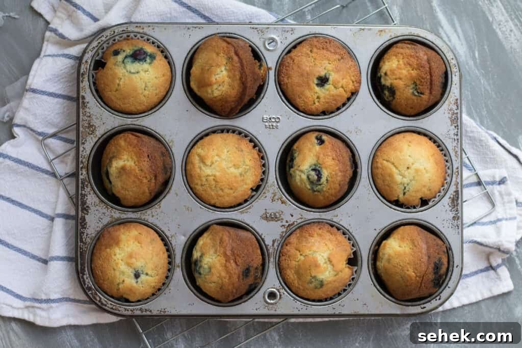 Lemon-Infused Blueberry Muffins Recipe 3 blueberry muffins in a muffin tin