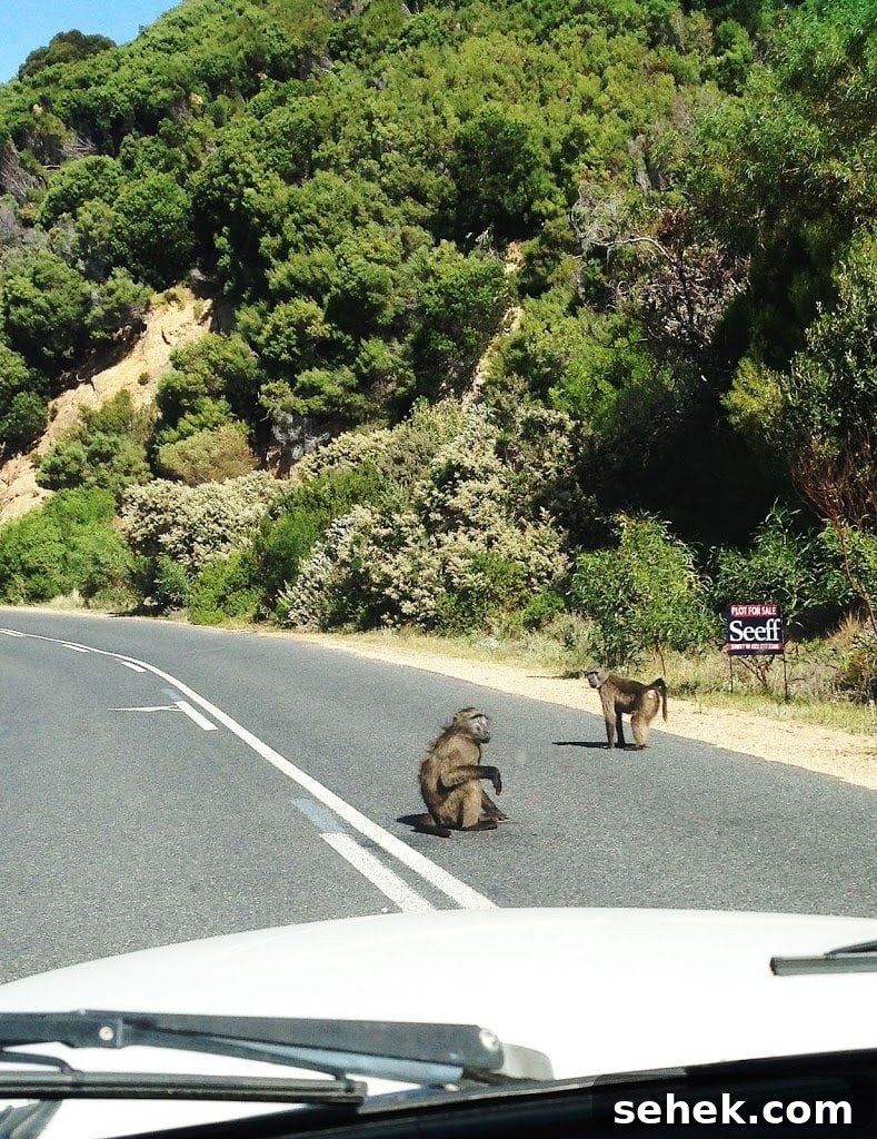 South Africa Sunday: Secret Beaches, Baboons & Penguins Guide 2 img 74 1