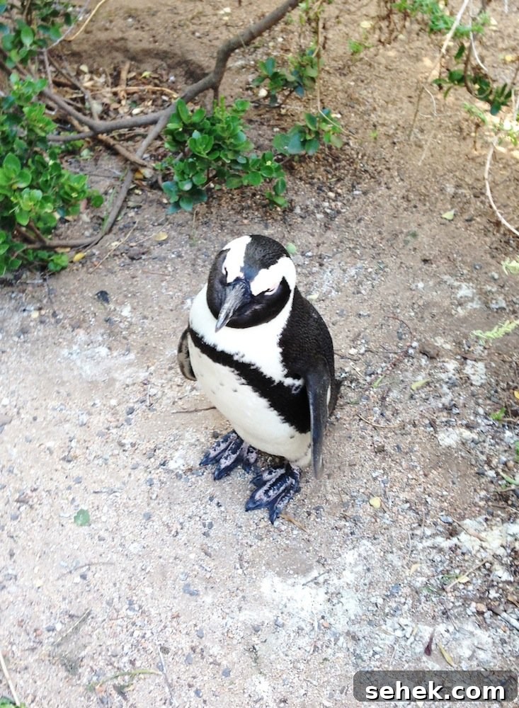 South Africa Sunday: Secret Beaches, Baboons & Penguins Guide 5 img 74 4