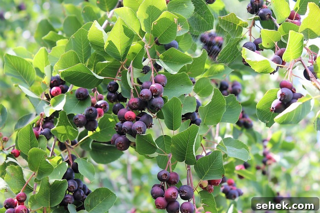 Gluten-Free Saskatoon Berry Scones Recipe 4 bushes loaded with saskatoons for saskatoon scones