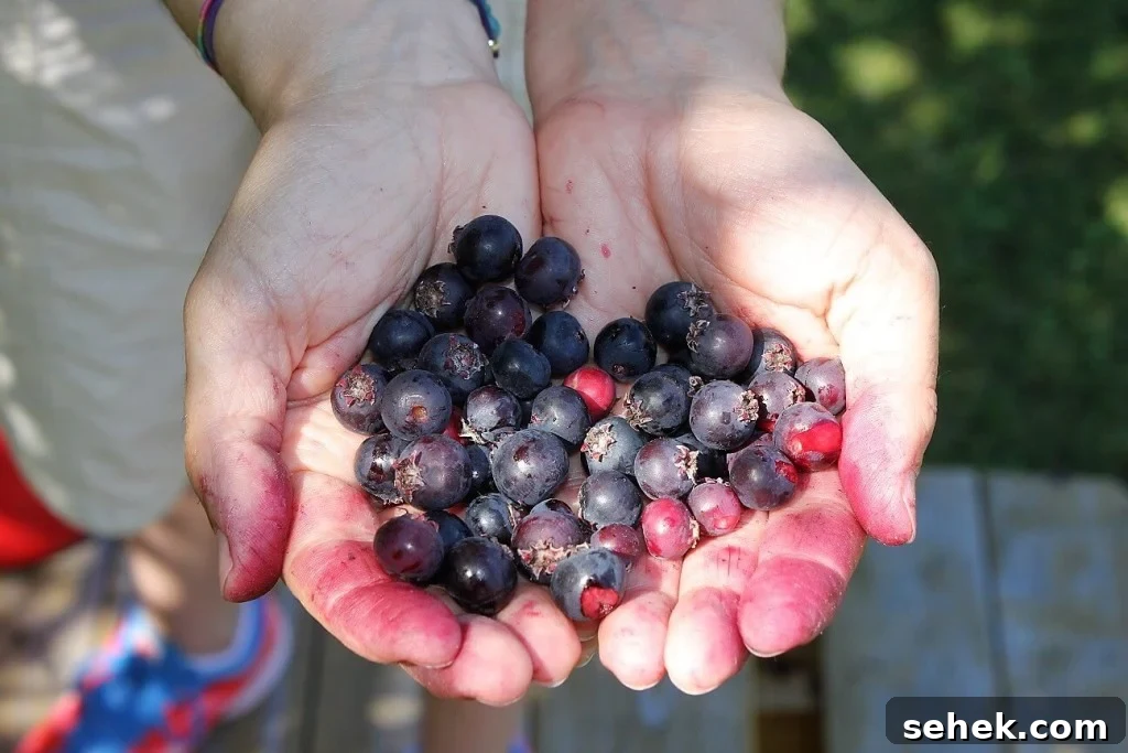 Gluten-Free Saskatoon Berry Scones Recipe 5 handful of plump berries for saskatoon scones