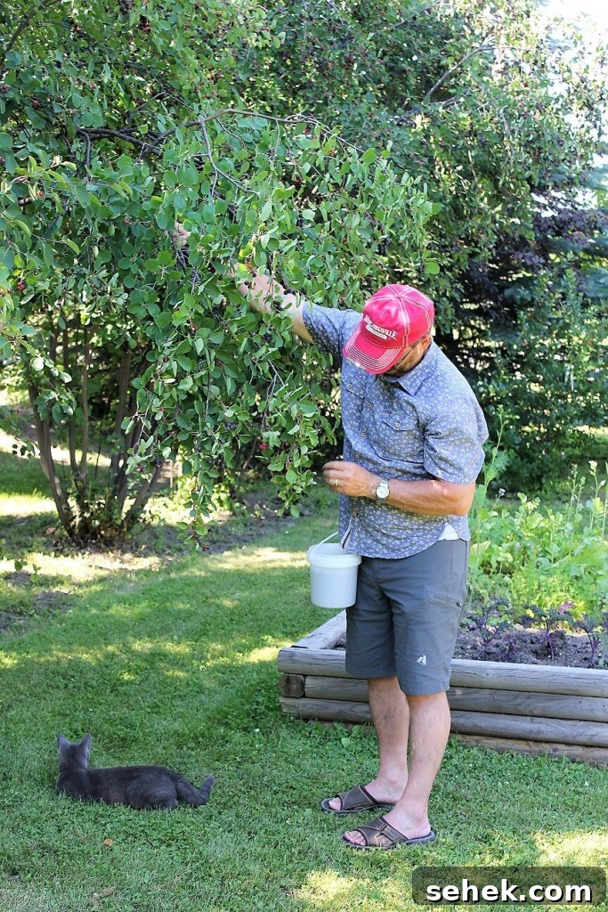 Gluten-Free Saskatoon Berry Scones Recipe 7 saskatoon scones - raymond picking berries