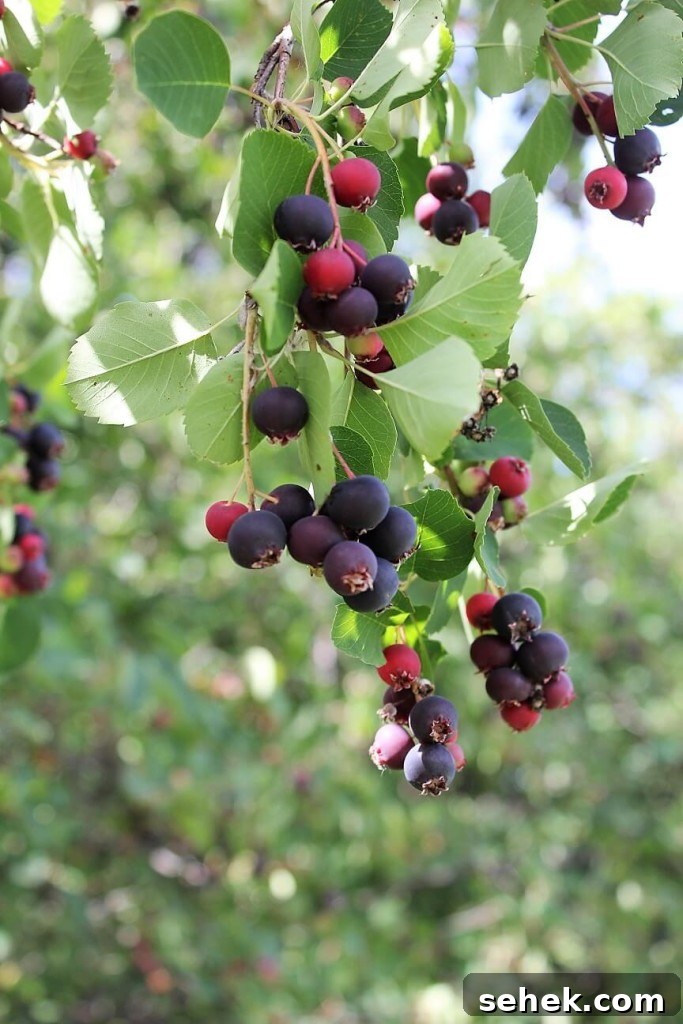 Gluten-Free Saskatoon Berry Scones Recipe 8 luscious ripe saskatoons for saskatoon scones